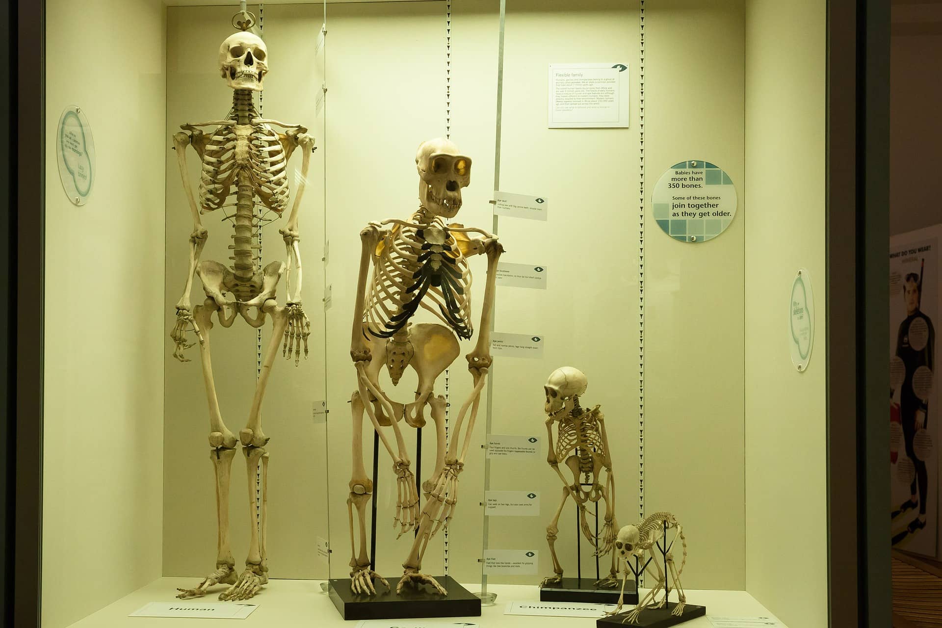 Primate skeletons